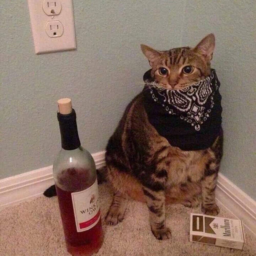 Meet your Posher, Steven